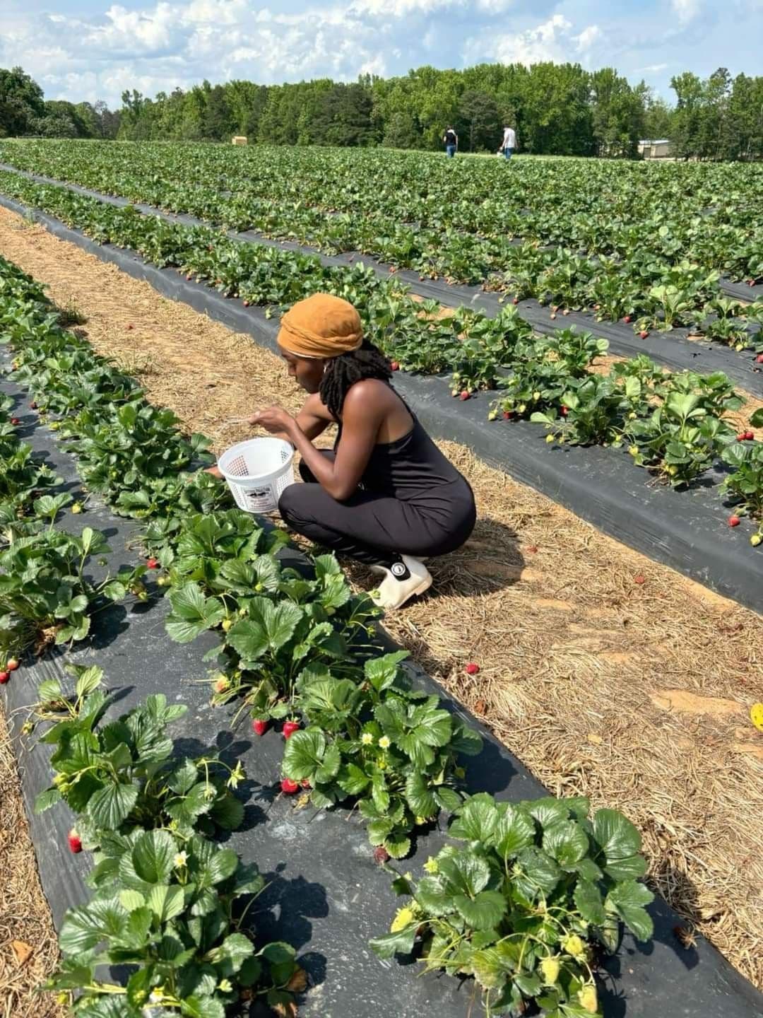 The Green Goldmine: Why African Agribusiness Is the Frontier for Financial Sovereignty