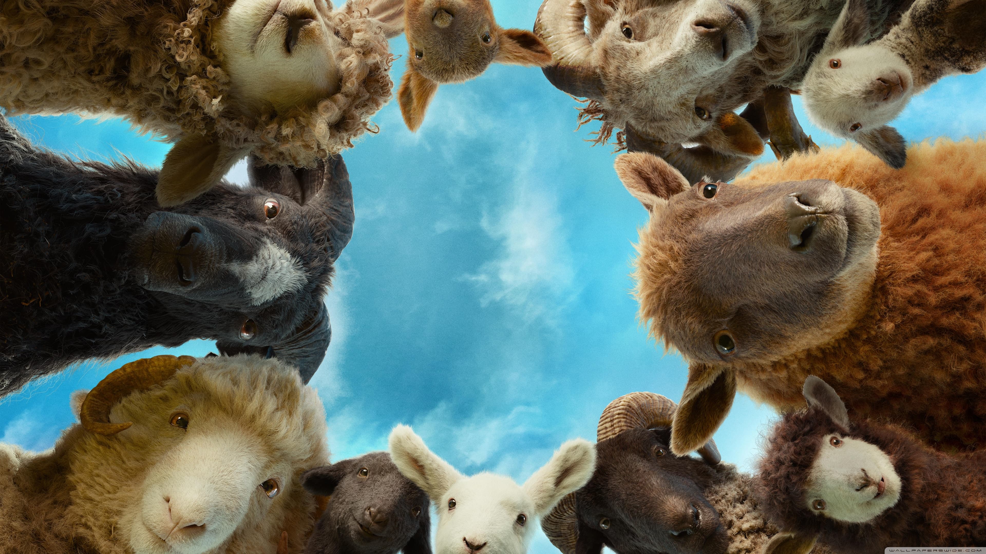 Cover image for: The Sheep Detectives: A Woolly Mystery