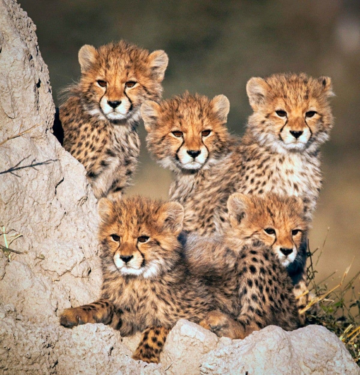Cover image for: What You Didn't Know About Cheetahs in Namibia